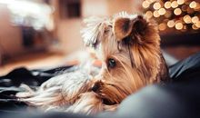 原创 2020年元旦联欢晚会作文_欢庆元旦晚会的作文大全