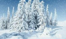 不会写雪景作文？别愁！这样写令读者拍手叫好