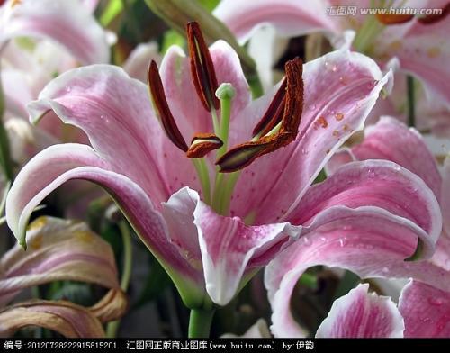 一束芳香的百合 快乐的时光600字作文