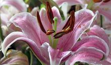 一束芳香的百合 快乐的时光600字作文