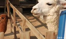 原创 儿子六年级的作文《我的拿手好戏》请大家评一评