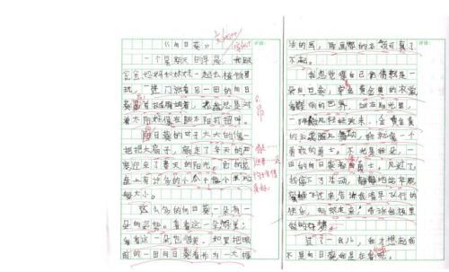 向日葵和石头的作文