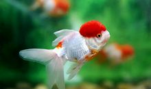 【创意作文展示】我家的小金鱼