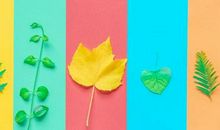 秋姑娘的树叶四年级作文