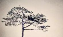 高考三篇记叙体满分作文，怀真情说真话