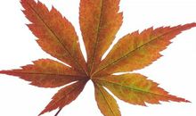 看见作文题目就头痛？五步法教你写作文！