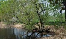 初一作文：家乡的柳树