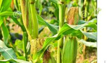 最后一个玉米棒子散文