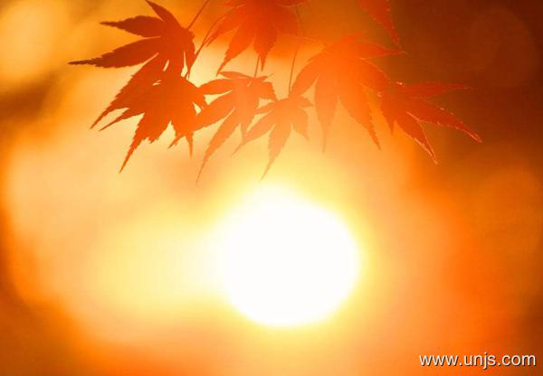 关于阳光的句子摘选