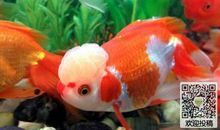 李奶奶家的小金鱼 有趣的小金鱼作文300字