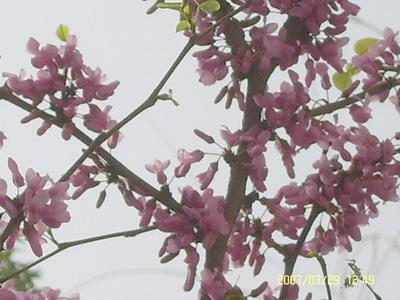 春天里的荆棘花 初中生亲情作文1000字