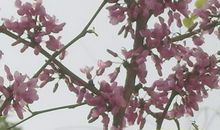 春天里的荆棘花 初中生亲情作文1000字