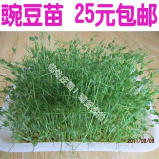 家的豌豆苗 家乡的味道800字作文