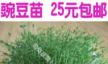 家的豌豆苗 家乡的味道800字作文