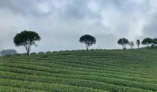 四六级作文点津（36）：考场应试技巧