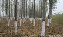 四年级作文：植物过冬