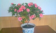 四年级状物作文：奶奶的花布袋_550字