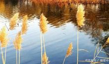 优秀作文欣赏——最美的自己