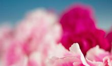 中考作文预测：“我记忆中的那朵花”