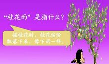 打下来的桂花雨-写桂花的作文