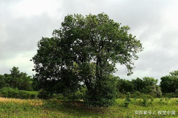 作文老师写作文:《微风也能扶起大树》 1