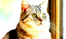 中学生写作文应逐步扩大视野——写一些小动物