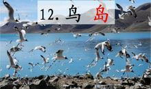 小学语文鸟岛教案