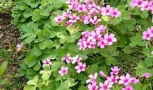 部编小学生语文作文写作方法指导：尊重孩子合乎常理的想象