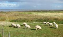 读懂北海放牧英雄的作文