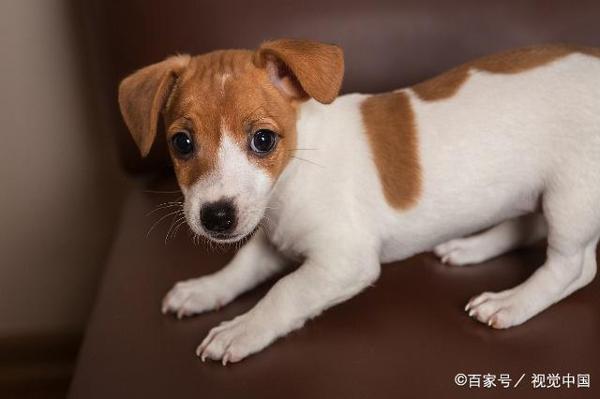 小学生优秀作文赏析——《小鹿犬“莎莎”》,让孩子读一读 2