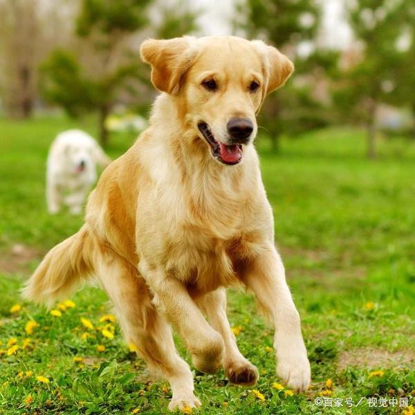 小学生优秀作文赏析——《小鹿犬“莎莎”》,让孩子读一读 1