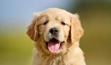 小学生优秀作文赏析——《小鹿犬“莎莎”》，让孩子读一读