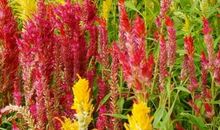 鸡冠花 小学生优秀作文500字