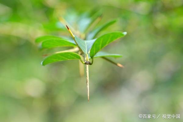 教师点评作文|我用坚毅度青春