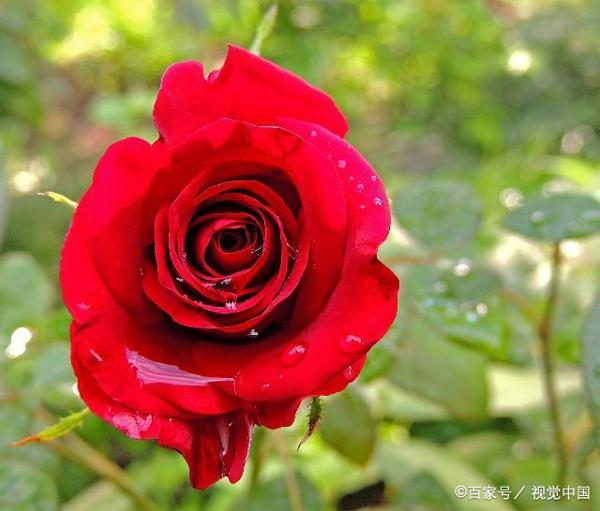 教师点评作文|我用坚毅度青春 1