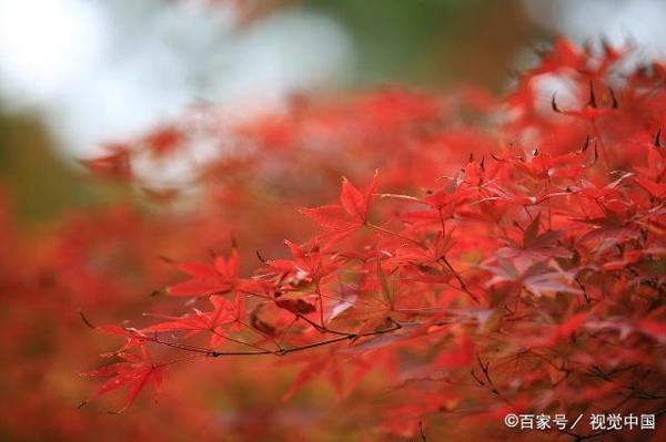 教师点评作文|我用坚毅度青春 3