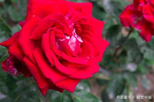 教师点评作文|我用坚毅度青春 4