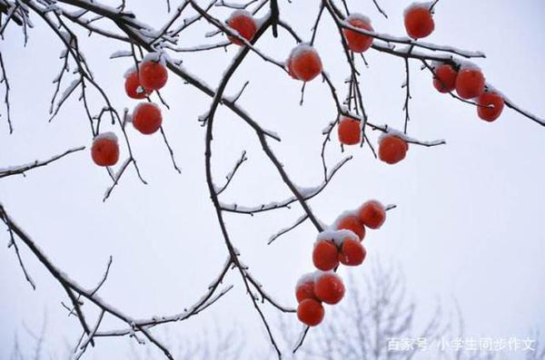 小学生作文下雪了,雪的作文,冬天的雪,雪景作文 4