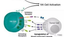 外周血小细胞癌患者体内静脉血DC亚型与NK细胞的关系论文