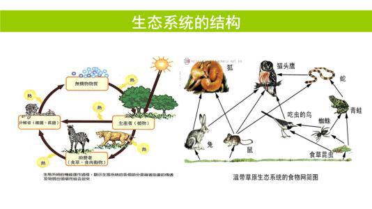 《生态系统》的复习反思