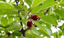 轻松学作文——写作经验分享交流