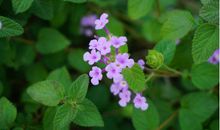 珠江户外作文课堂 l 走出教室，走进北滘