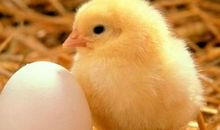 护蛋 护蛋行动300字作文