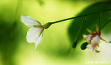 五年级作文：听听春天的声音