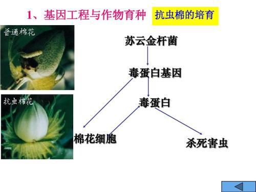 基因工程的应用论文