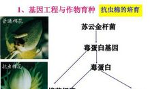 基因工程的应用论文