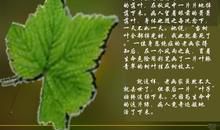 为生命画一片绿叶 《最后一片叶子》读后感300字