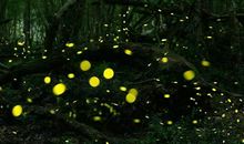 关于缺点的作文：别担心，我可以的