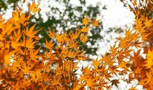 “佐乐米之星作文精选”常熟佐乐米快乐3班作品《秋天的枫叶》