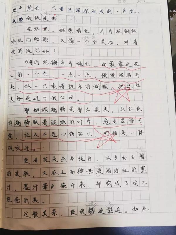作文起步｜观察日记《秋天里的“春”》 3